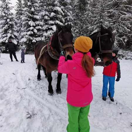 Strefa Ciszy -lawenda