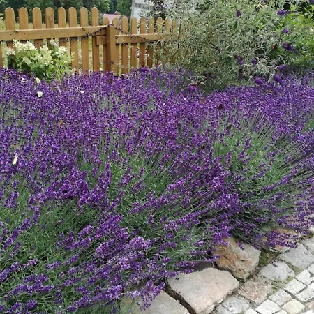 Strefa Ciszy -lawenda Lejlighed *