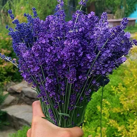 Strefa Ciszy -lawenda Lejlighed