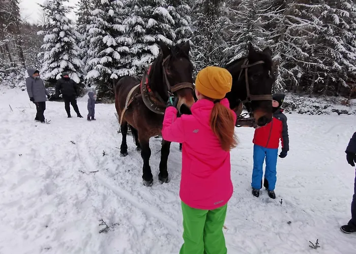 Strefa Ciszy -lawenda