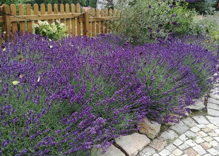 Strefa Ciszy -lawenda Lejlighed *