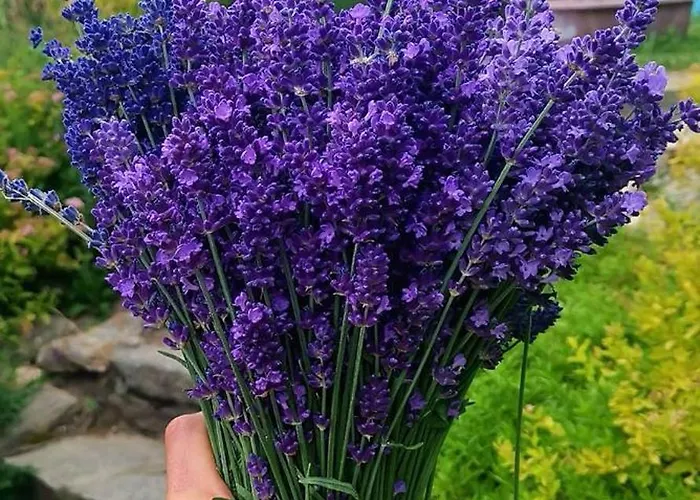 Strefa Ciszy -lawenda Апартаменты